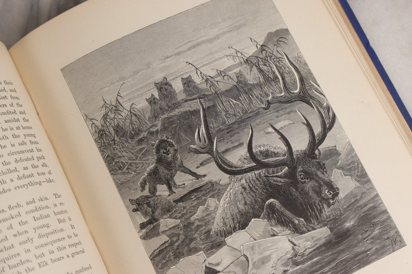 Lot 022 - “Wild Animals And Birds: Their Haunts And Habits” Antique Illustrated Natural History Book By Dr. Andrew Wilson With 40+ Full Plate Engraved Illustrations, Published By Cassell, Petter, Galpin & Co., 1882