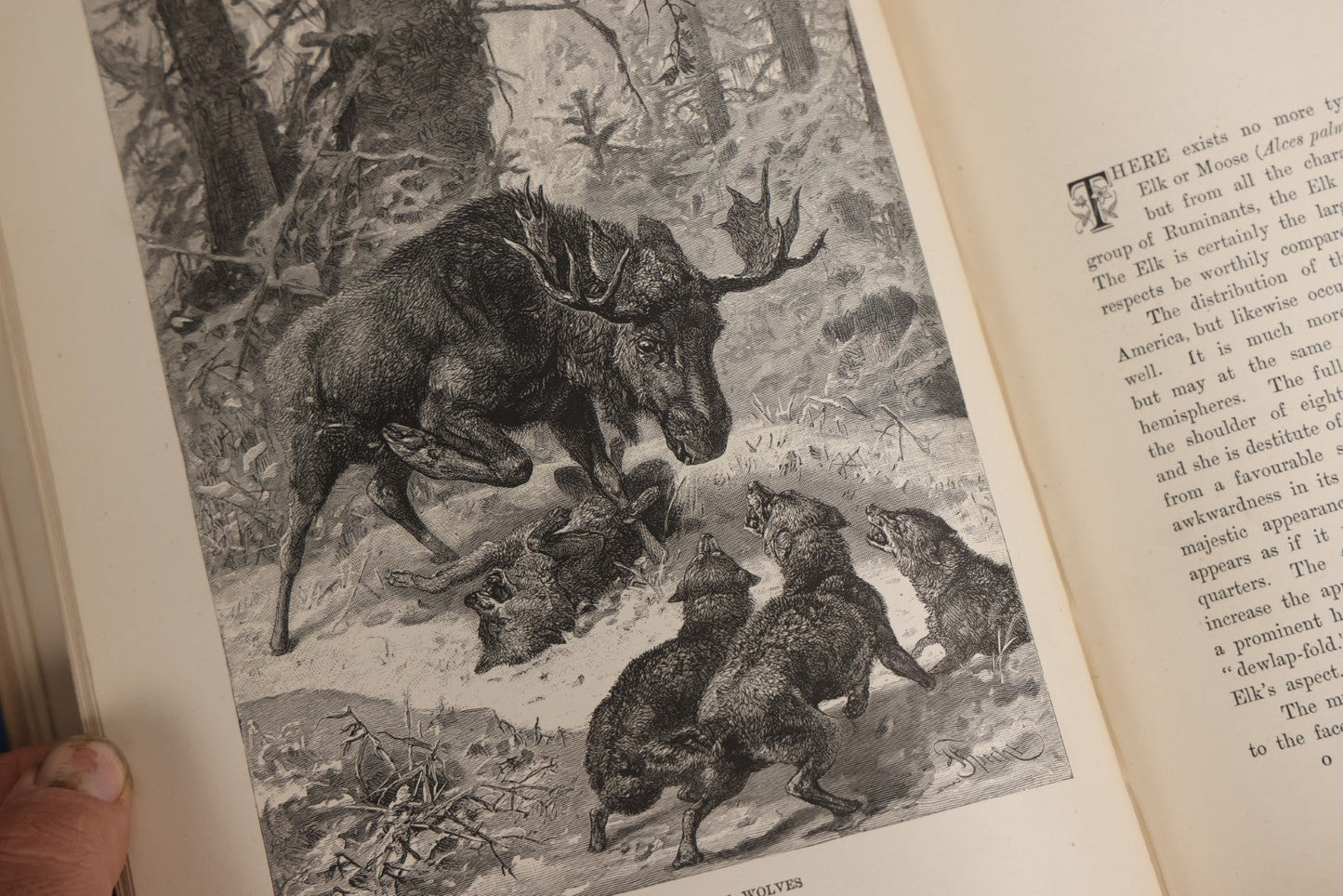 Lot 022 - “Wild Animals And Birds: Their Haunts And Habits” Antique Illustrated Natural History Book By Dr. Andrew Wilson With 40+ Full Plate Engraved Illustrations, Published By Cassell, Petter, Galpin & Co., 1882