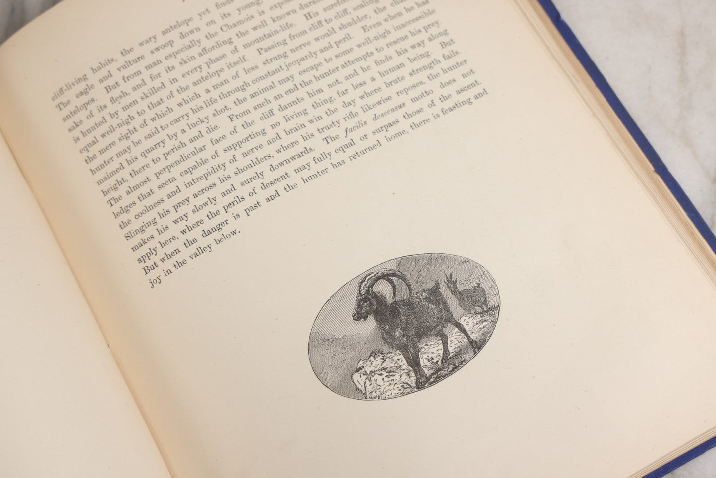 Lot 022 - “Wild Animals And Birds: Their Haunts And Habits” Antique Illustrated Natural History Book By Dr. Andrew Wilson With 40+ Full Plate Engraved Illustrations, Published By Cassell, Petter, Galpin & Co., 1882