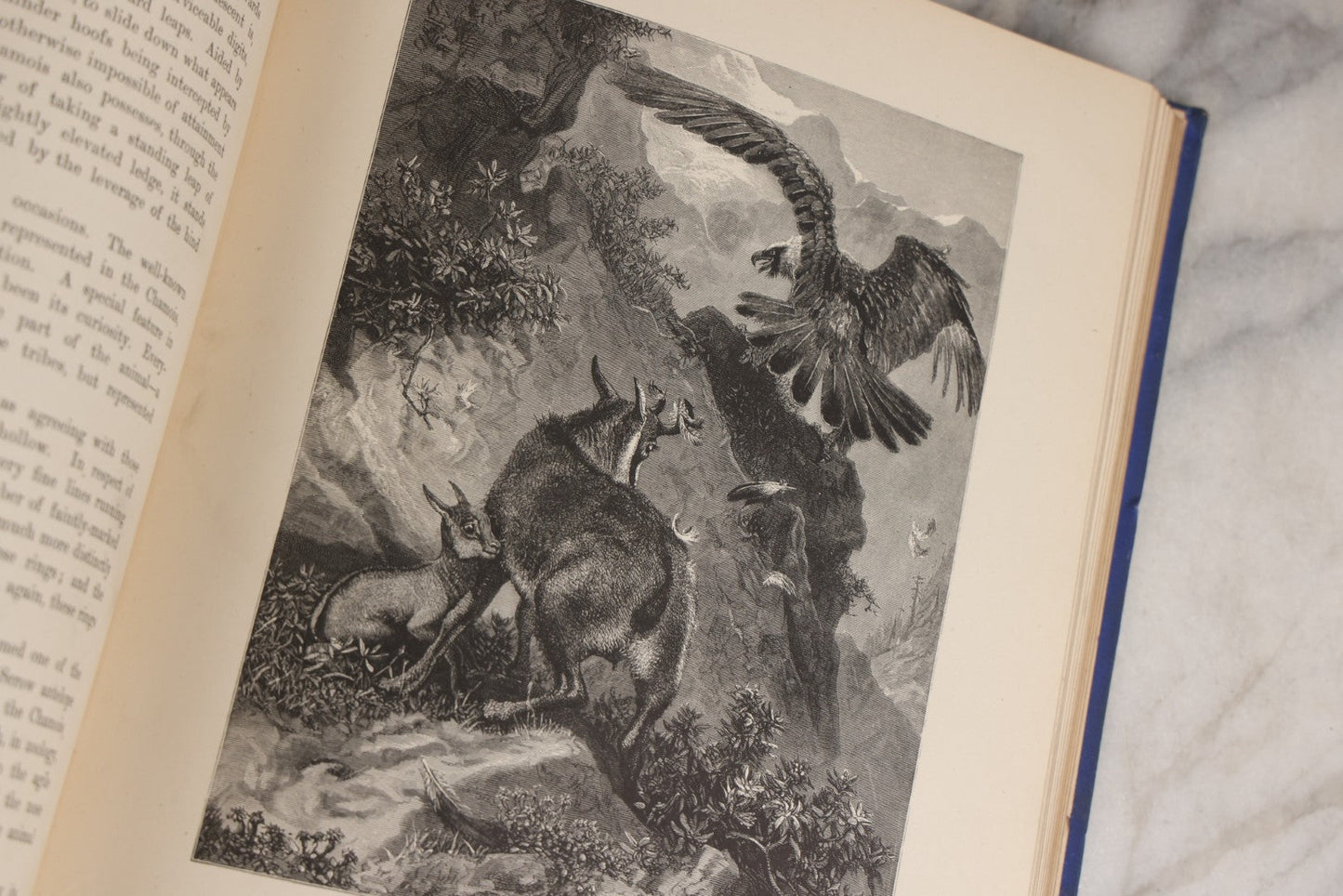 Lot 022 - “Wild Animals And Birds: Their Haunts And Habits” Antique Illustrated Natural History Book By Dr. Andrew Wilson With 40+ Full Plate Engraved Illustrations, Published By Cassell, Petter, Galpin & Co., 1882