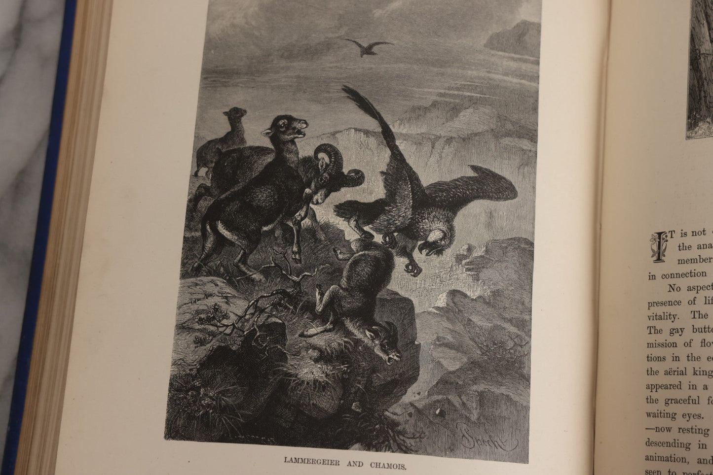 Lot 022 - “Wild Animals And Birds: Their Haunts And Habits” Antique Illustrated Natural History Book By Dr. Andrew Wilson With 40+ Full Plate Engraved Illustrations, Published By Cassell, Petter, Galpin & Co., 1882