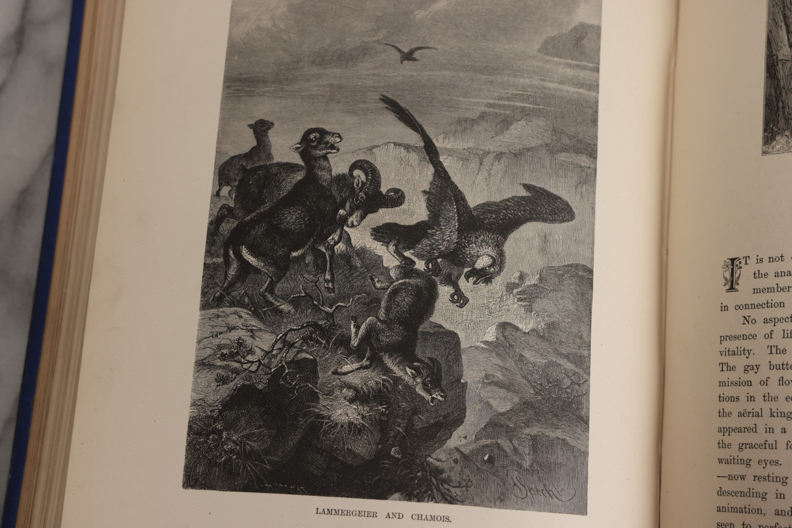 Lot 022 - “Wild Animals And Birds: Their Haunts And Habits” Antique Illustrated Natural History Book By Dr. Andrew Wilson With 40+ Full Plate Engraved Illustrations, Published By Cassell, Petter, Galpin & Co., 1882