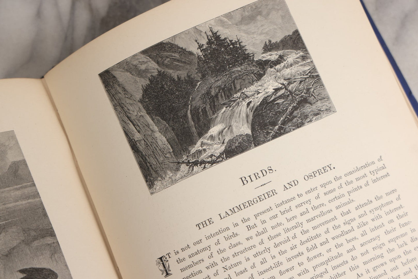 Lot 022 - “Wild Animals And Birds: Their Haunts And Habits” Antique Illustrated Natural History Book By Dr. Andrew Wilson With 40+ Full Plate Engraved Illustrations, Published By Cassell, Petter, Galpin & Co., 1882