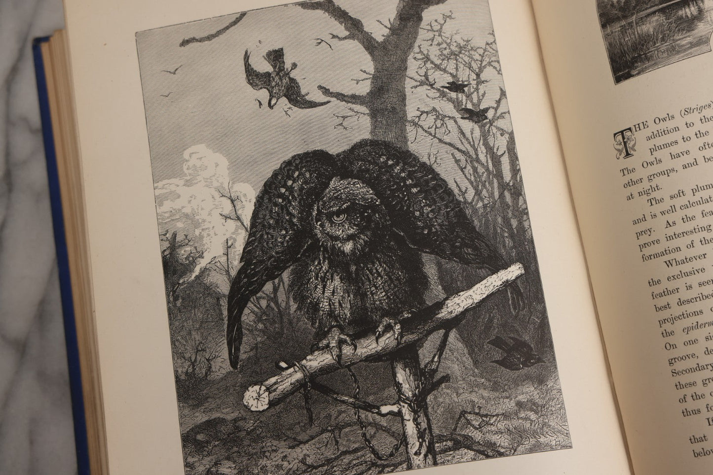 Lot 022 - “Wild Animals And Birds: Their Haunts And Habits” Antique Illustrated Natural History Book By Dr. Andrew Wilson With 40+ Full Plate Engraved Illustrations, Published By Cassell, Petter, Galpin & Co., 1882