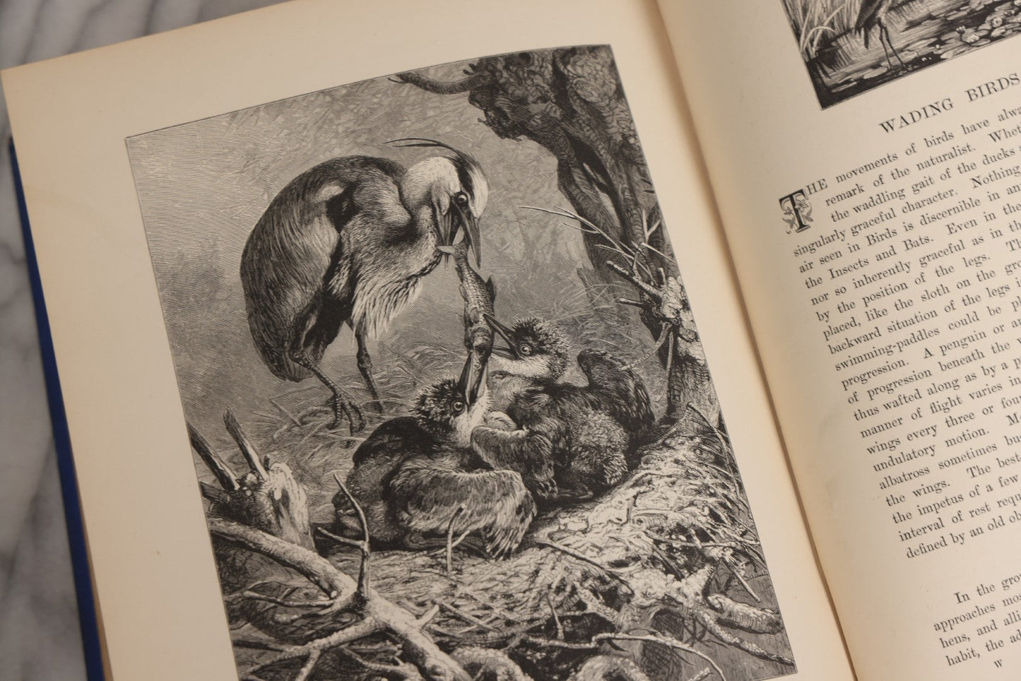Lot 022 - “Wild Animals And Birds: Their Haunts And Habits” Antique Illustrated Natural History Book By Dr. Andrew Wilson With 40+ Full Plate Engraved Illustrations, Published By Cassell, Petter, Galpin & Co., 1882