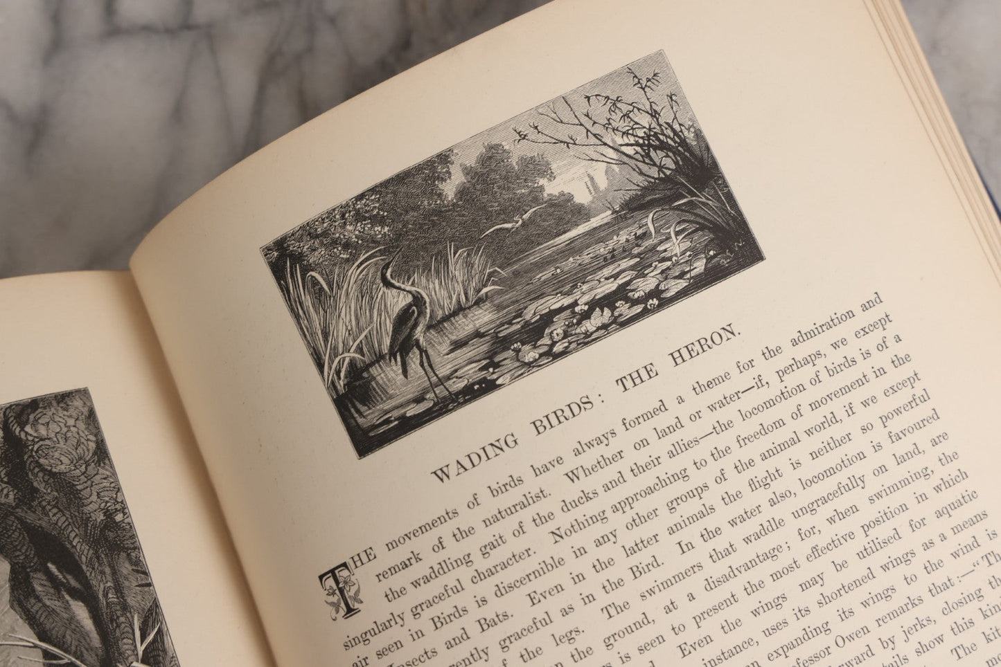 Lot 022 - “Wild Animals And Birds: Their Haunts And Habits” Antique Illustrated Natural History Book By Dr. Andrew Wilson With 40+ Full Plate Engraved Illustrations, Published By Cassell, Petter, Galpin & Co., 1882