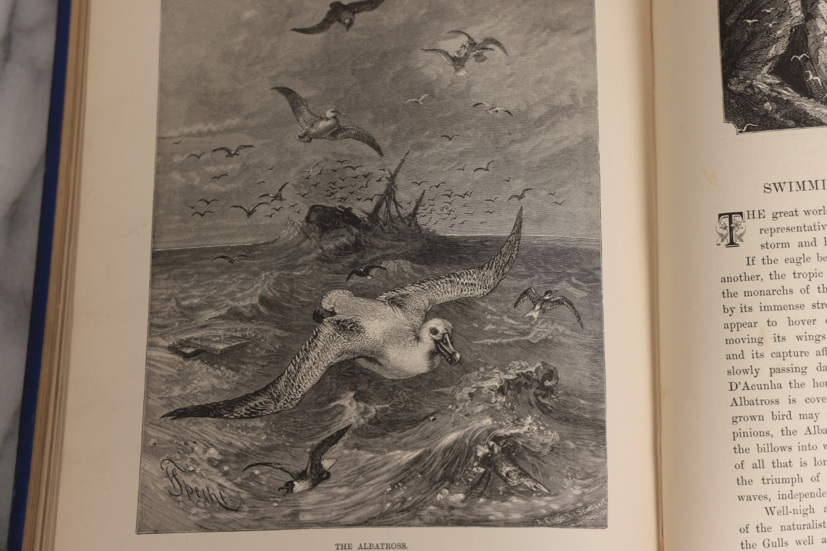 Lot 022 - “Wild Animals And Birds: Their Haunts And Habits” Antique Illustrated Natural History Book By Dr. Andrew Wilson With 40+ Full Plate Engraved Illustrations, Published By Cassell, Petter, Galpin & Co., 1882