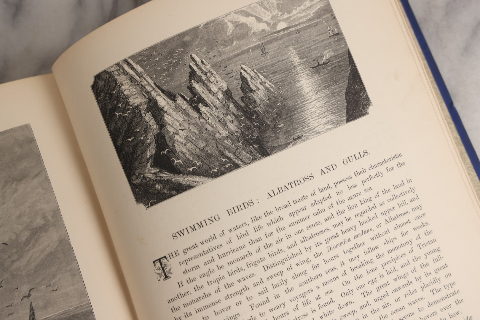 Lot 022 - “Wild Animals And Birds: Their Haunts And Habits” Antique Illustrated Natural History Book By Dr. Andrew Wilson With 40+ Full Plate Engraved Illustrations, Published By Cassell, Petter, Galpin & Co., 1882