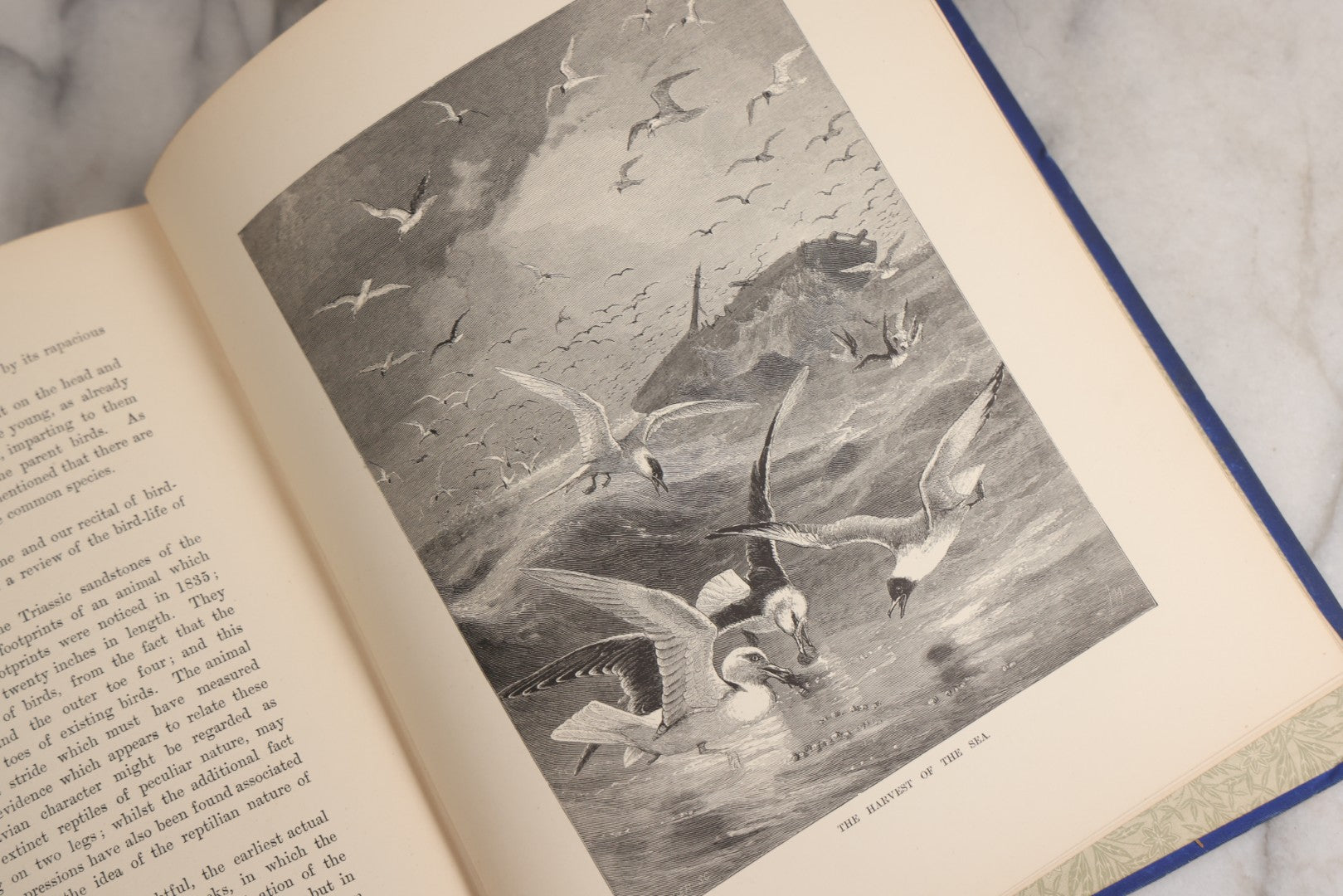 Lot 022 - “Wild Animals And Birds: Their Haunts And Habits” Antique Illustrated Natural History Book By Dr. Andrew Wilson With 40+ Full Plate Engraved Illustrations, Published By Cassell, Petter, Galpin & Co., 1882