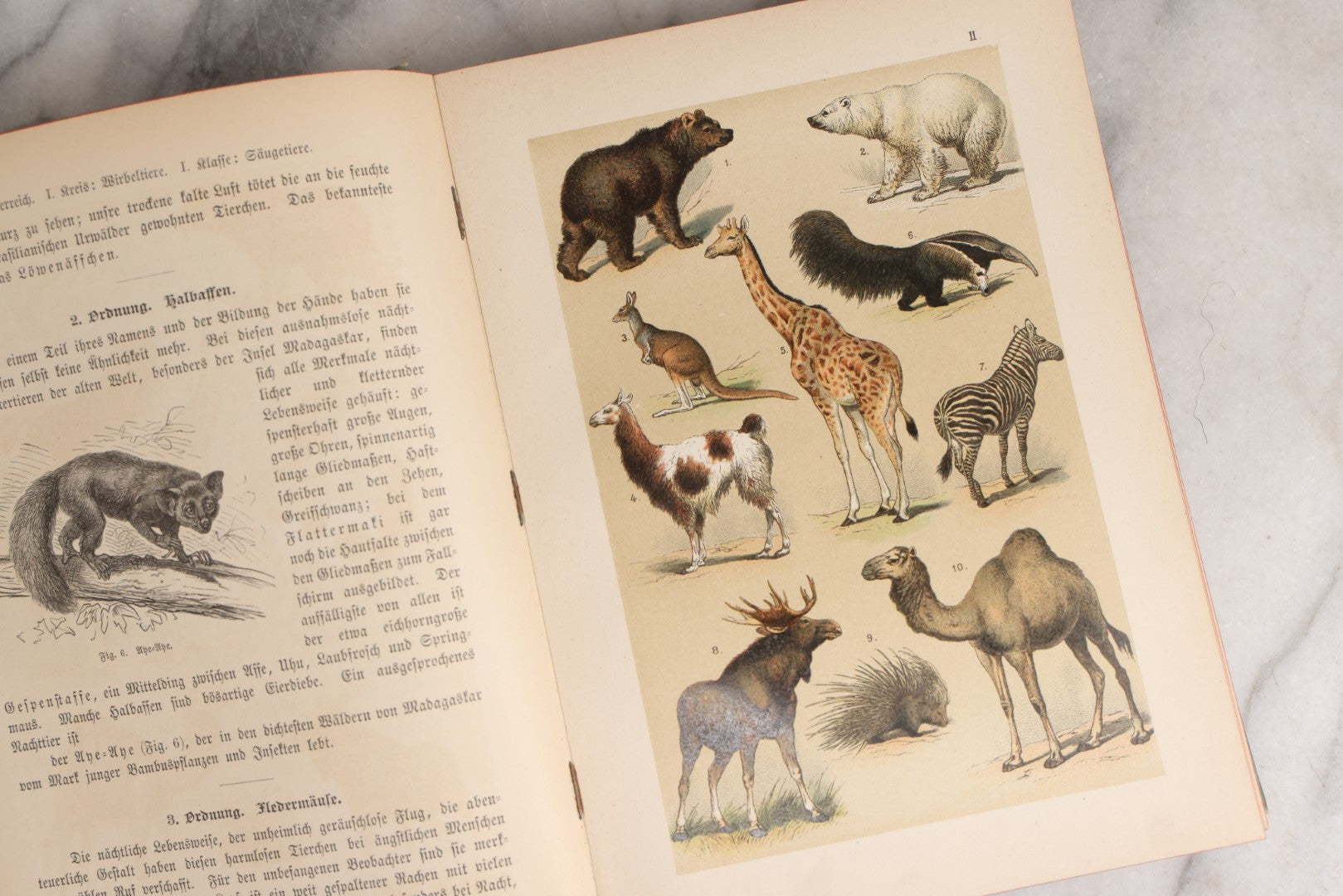Lot 023 - “Berges Naturgeschichte” Antique Natural History Book By Friedr. Berge With Engraved And Color Plate Animal Illustrations, Undated (Foreword 1897)