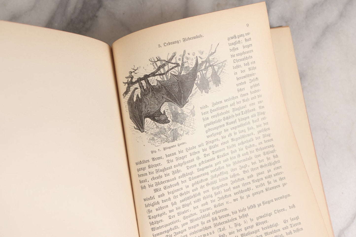 Lot 023 - “Berges Naturgeschichte” Antique Natural History Book By Friedr. Berge With Engraved And Color Plate Animal Illustrations, Undated (Foreword 1897)