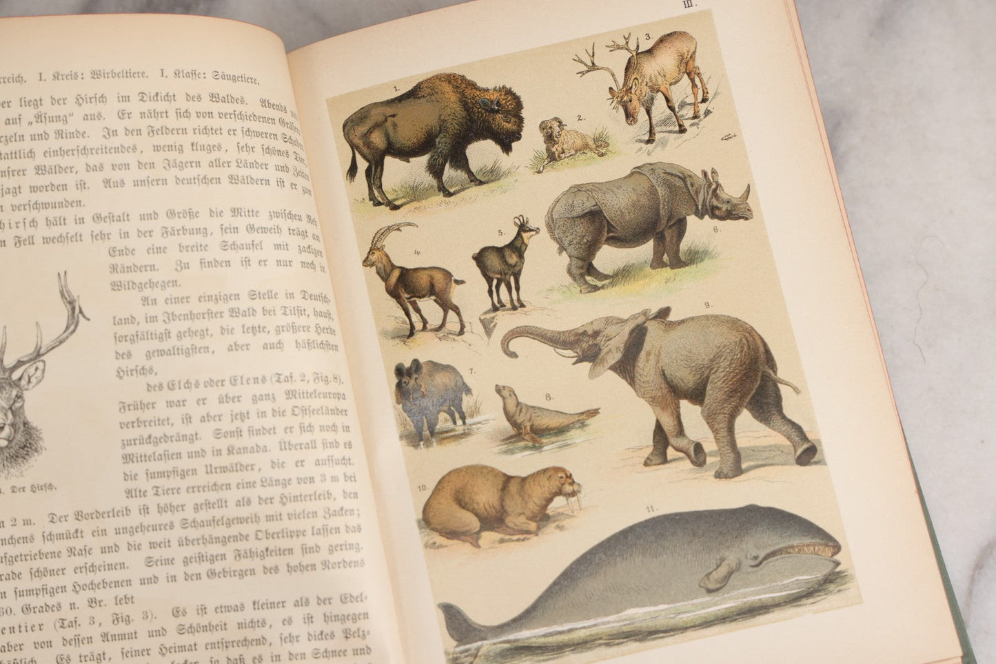 Lot 023 - “Berges Naturgeschichte” Antique Natural History Book By Friedr. Berge With Engraved And Color Plate Animal Illustrations, Undated (Foreword 1897)