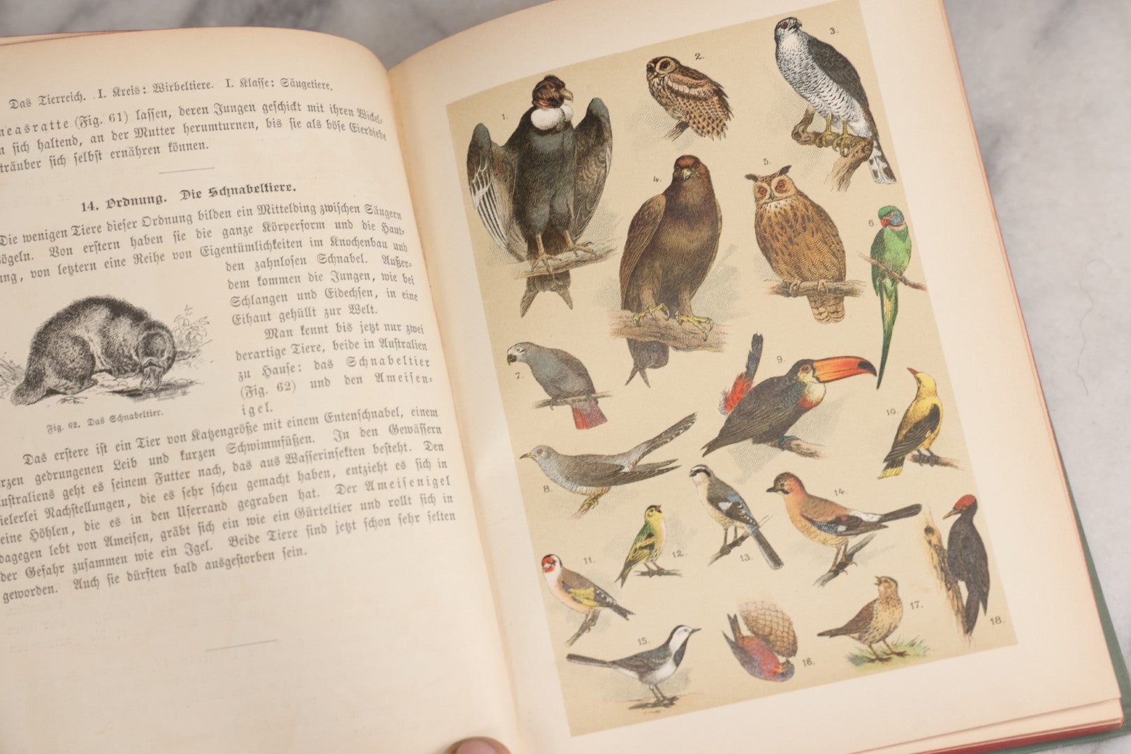 Lot 023 - “Berges Naturgeschichte” Antique Natural History Book By Friedr. Berge With Engraved And Color Plate Animal Illustrations, Undated (Foreword 1897)