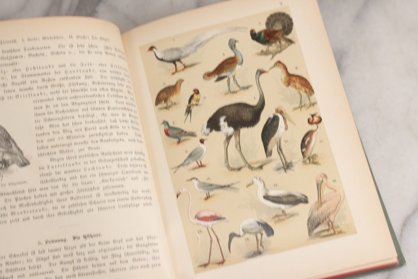 Lot 023 - “Berges Naturgeschichte” Antique Natural History Book By Friedr. Berge With Engraved And Color Plate Animal Illustrations, Undated (Foreword 1897)