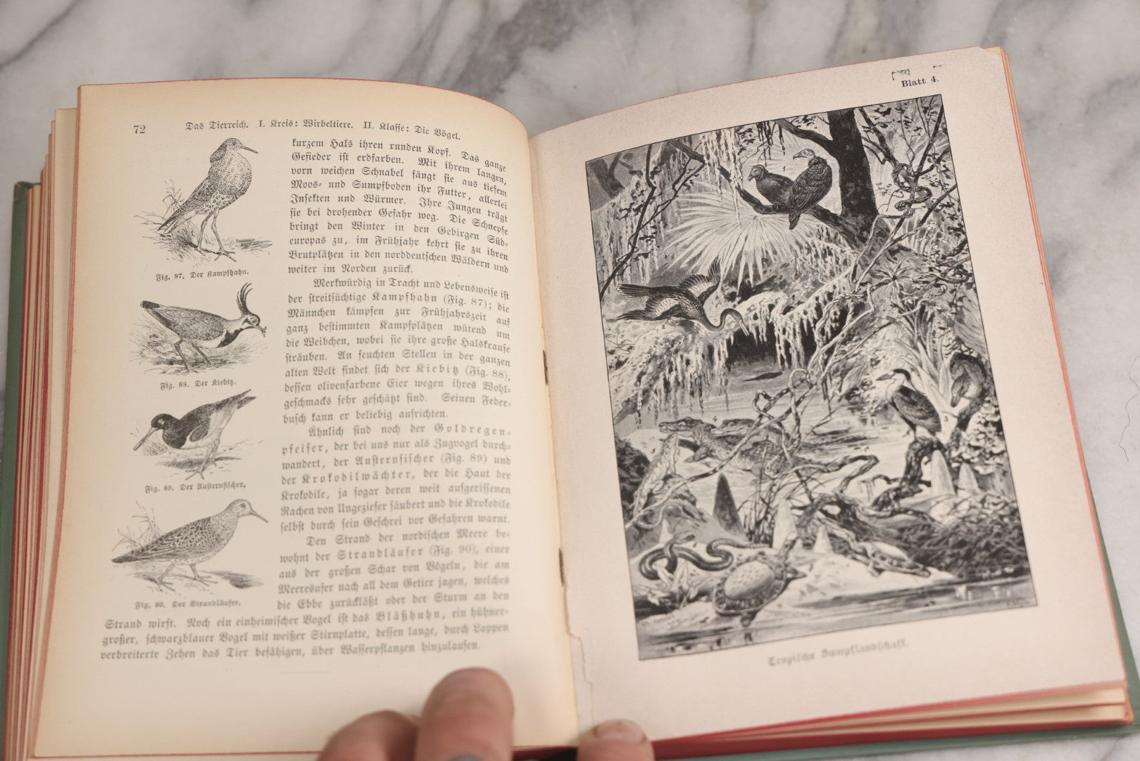 Lot 023 - “Berges Naturgeschichte” Antique Natural History Book By Friedr. Berge With Engraved And Color Plate Animal Illustrations, Undated (Foreword 1897)