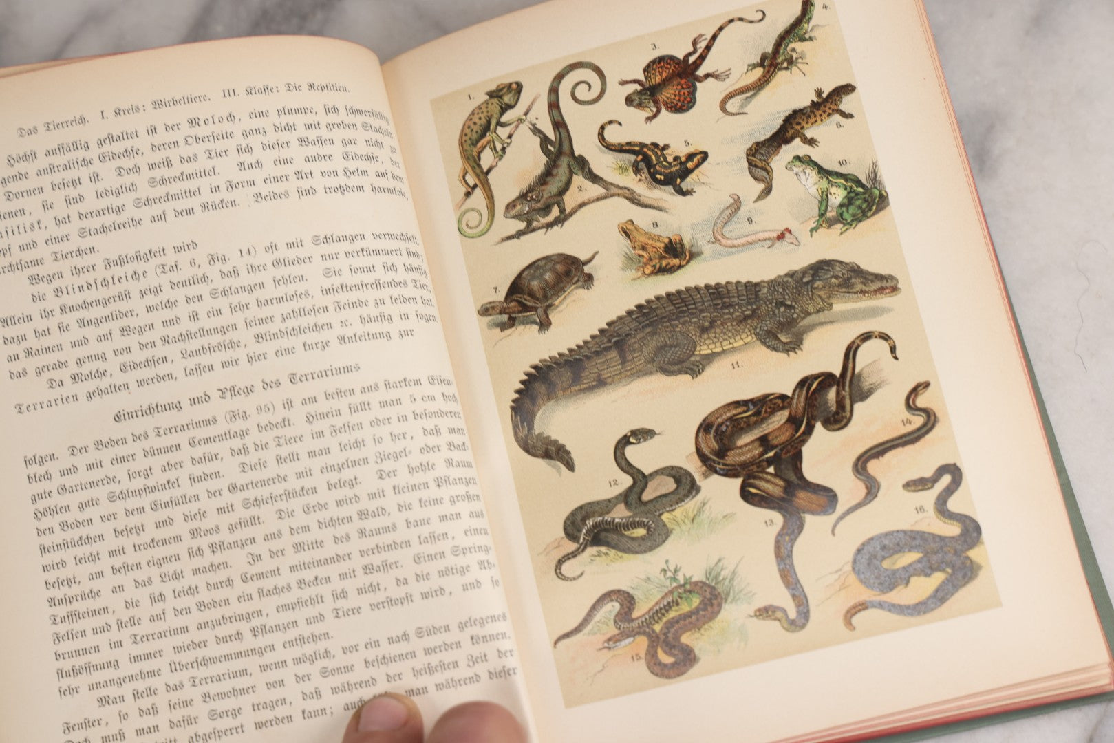 Lot 023 - “Berges Naturgeschichte” Antique Natural History Book By Friedr. Berge With Engraved And Color Plate Animal Illustrations, Undated (Foreword 1897)