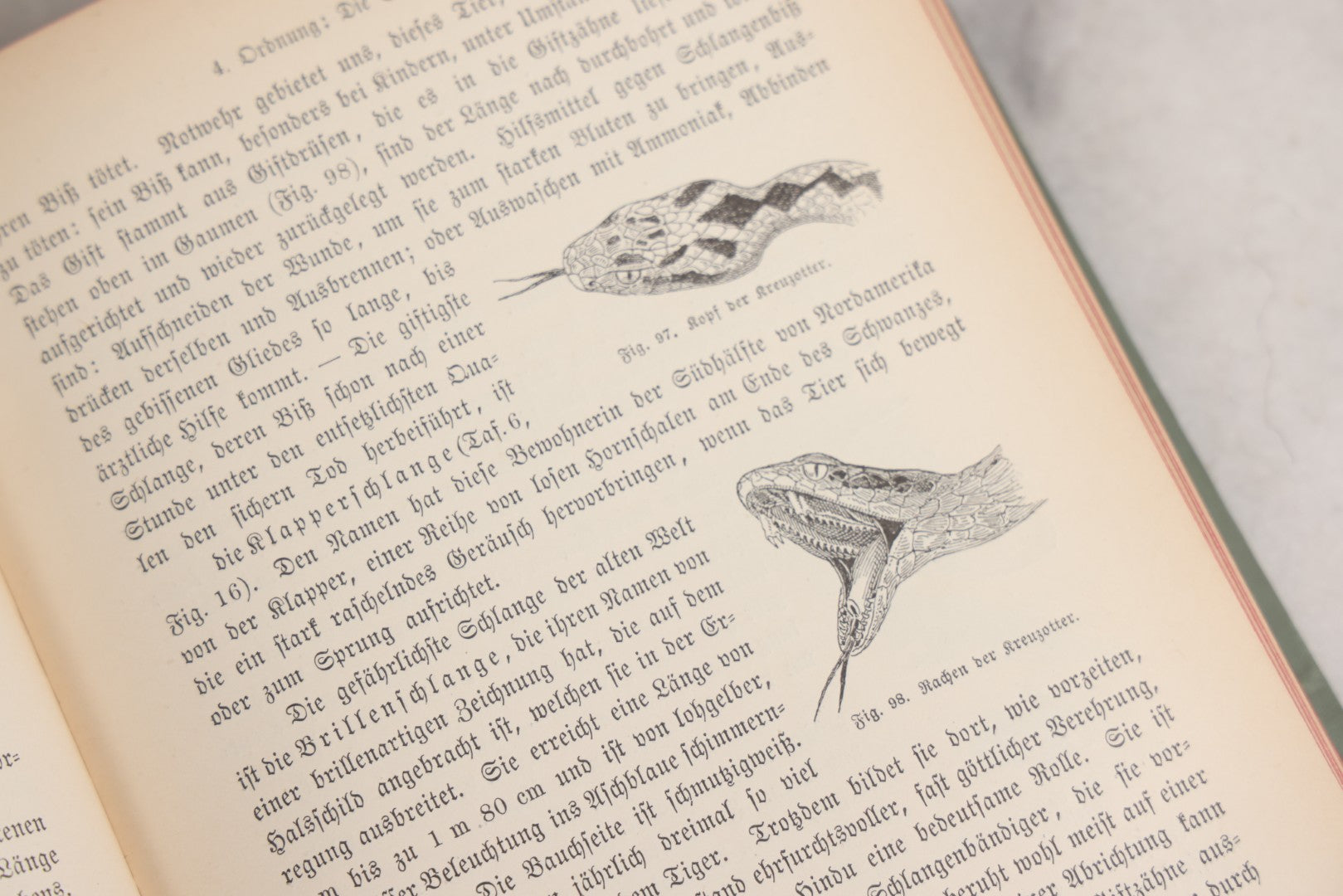 Lot 023 - “Berges Naturgeschichte” Antique Natural History Book By Friedr. Berge With Engraved And Color Plate Animal Illustrations, Undated (Foreword 1897)