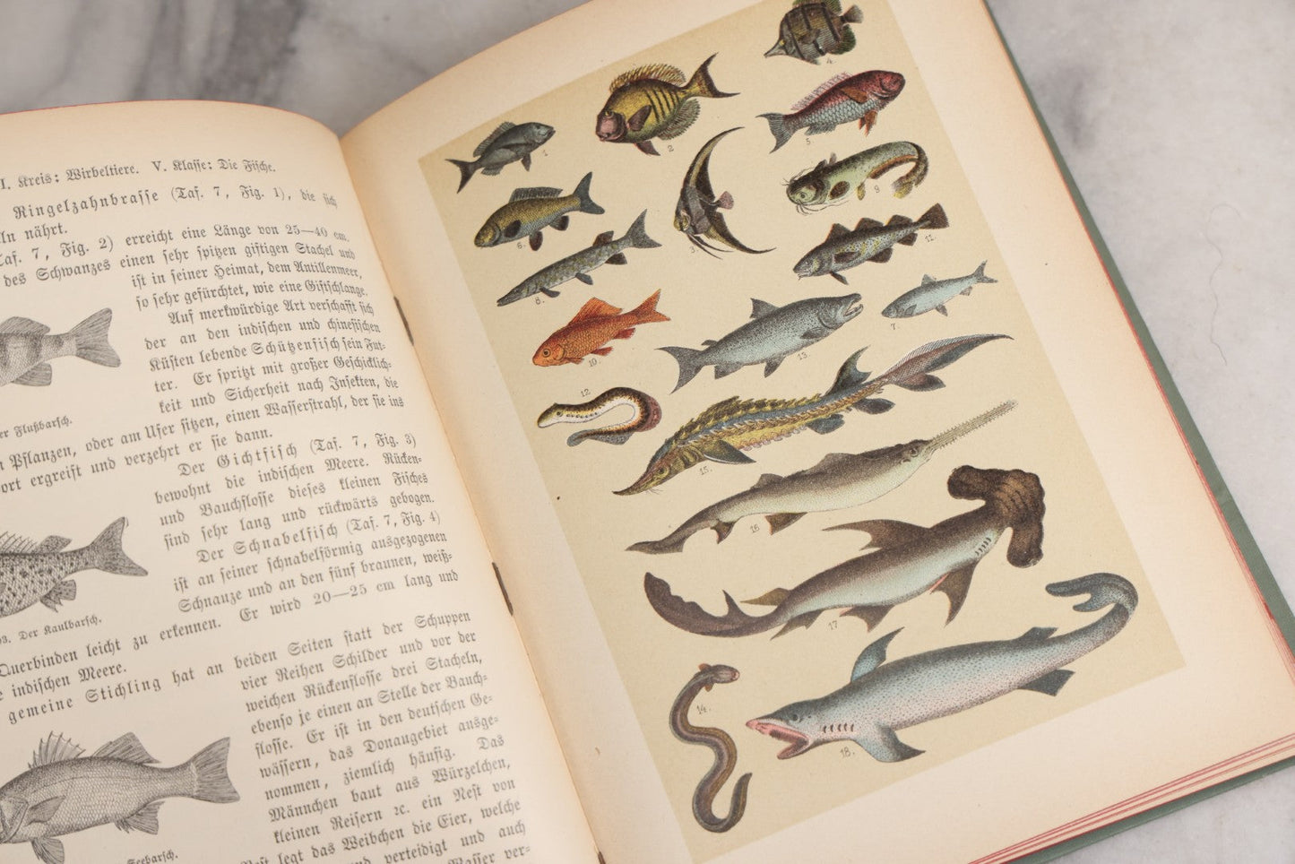 Lot 023 - “Berges Naturgeschichte” Antique Natural History Book By Friedr. Berge With Engraved And Color Plate Animal Illustrations, Undated (Foreword 1897)