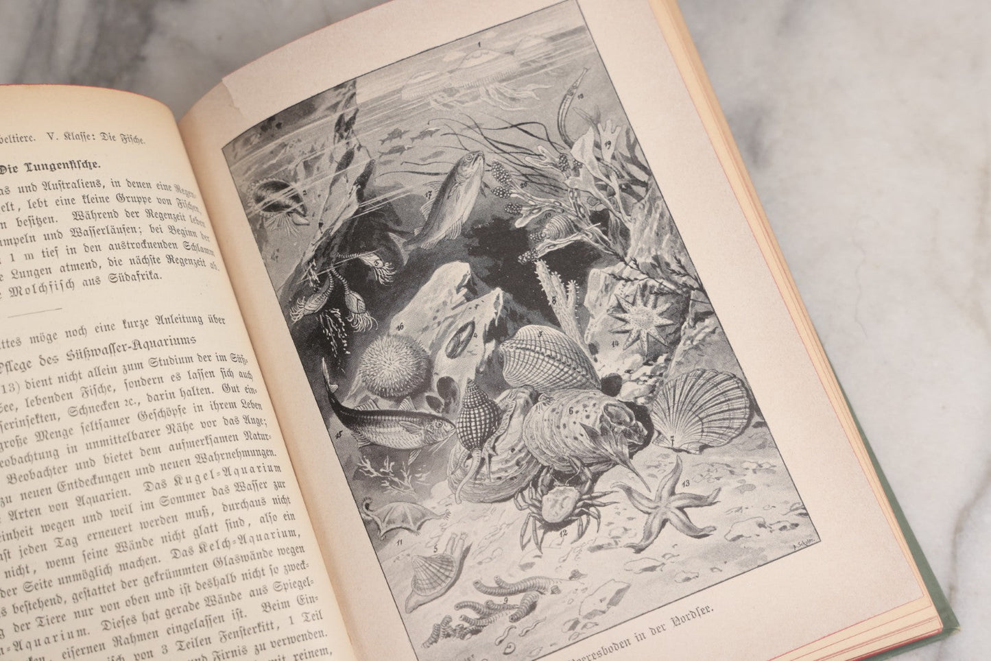 Lot 023 - “Berges Naturgeschichte” Antique Natural History Book By Friedr. Berge With Engraved And Color Plate Animal Illustrations, Undated (Foreword 1897)