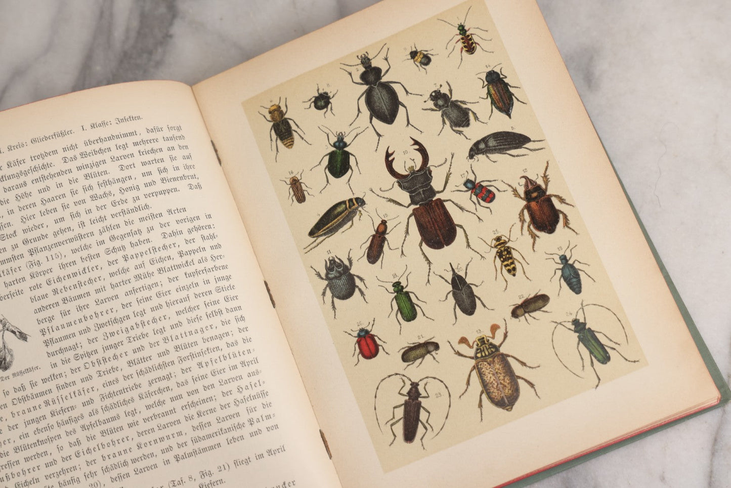 Lot 023 - “Berges Naturgeschichte” Antique Natural History Book By Friedr. Berge With Engraved And Color Plate Animal Illustrations, Undated (Foreword 1897)