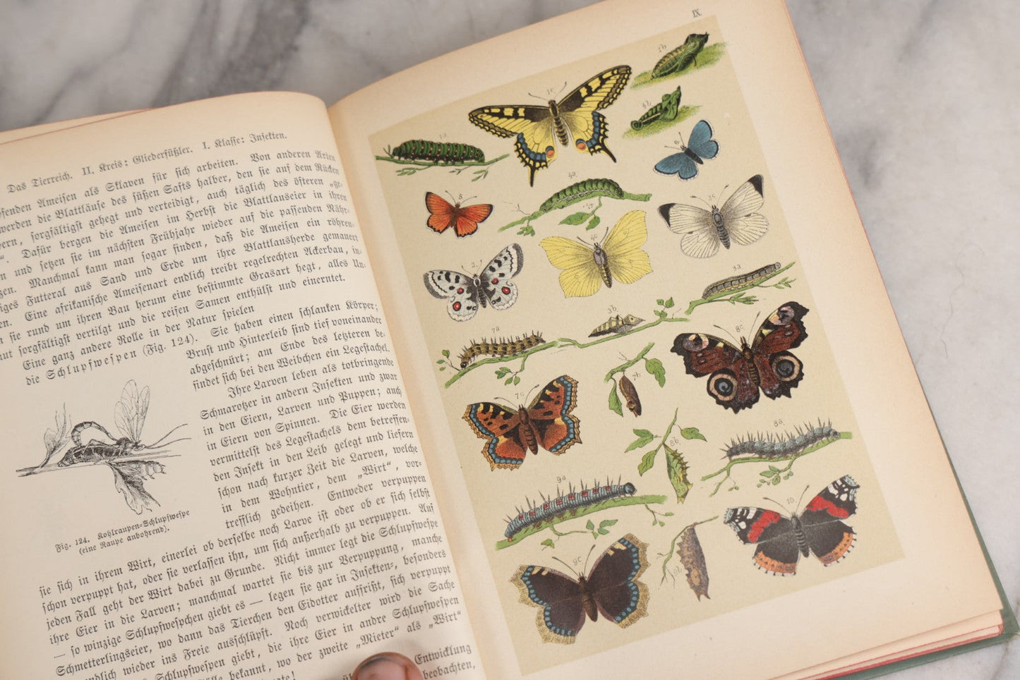 Lot 023 - “Berges Naturgeschichte” Antique Natural History Book By Friedr. Berge With Engraved And Color Plate Animal Illustrations, Undated (Foreword 1897)