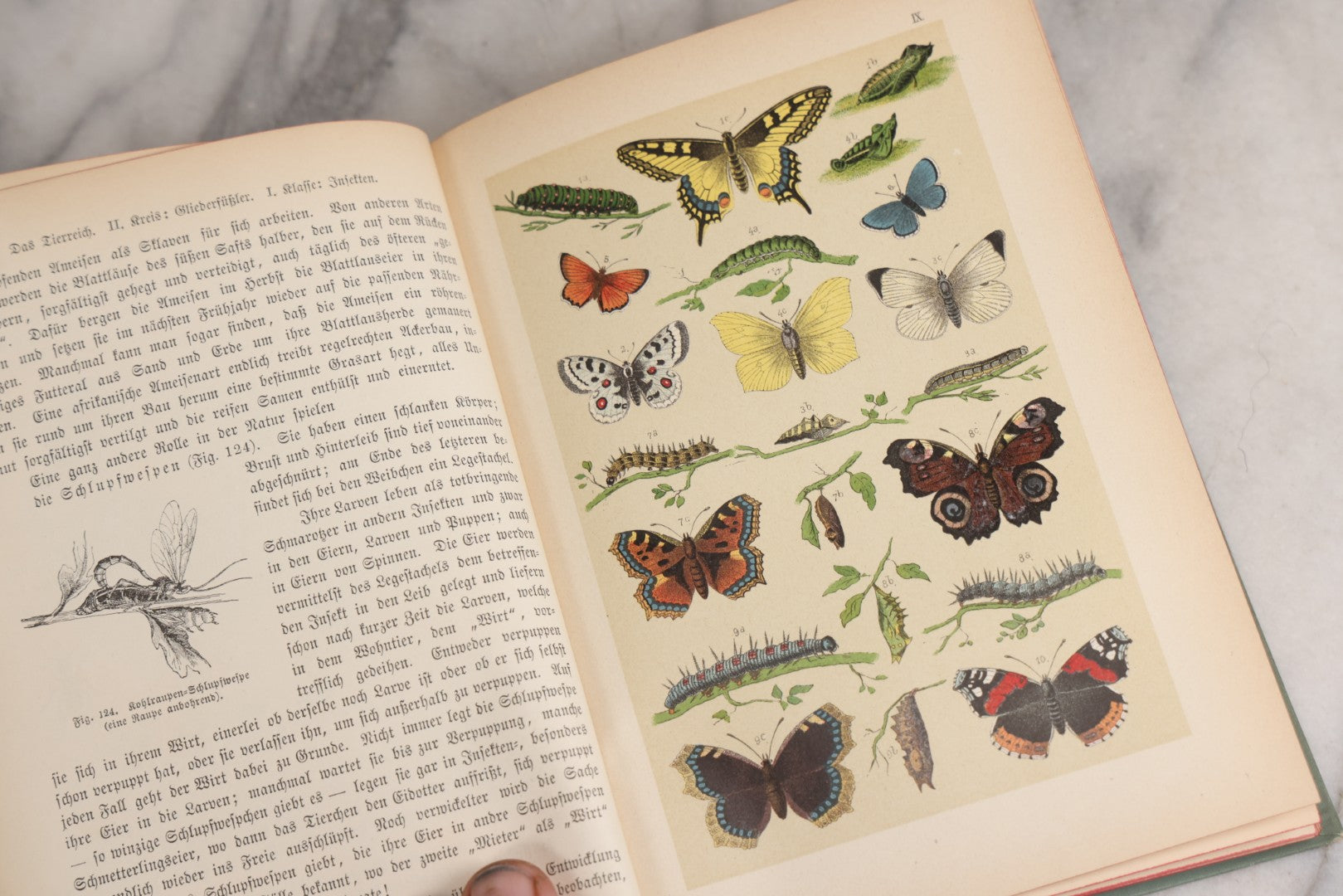 Lot 023 - “Berges Naturgeschichte” Antique Natural History Book By Friedr. Berge With Engraved And Color Plate Animal Illustrations, Undated (Foreword 1897)