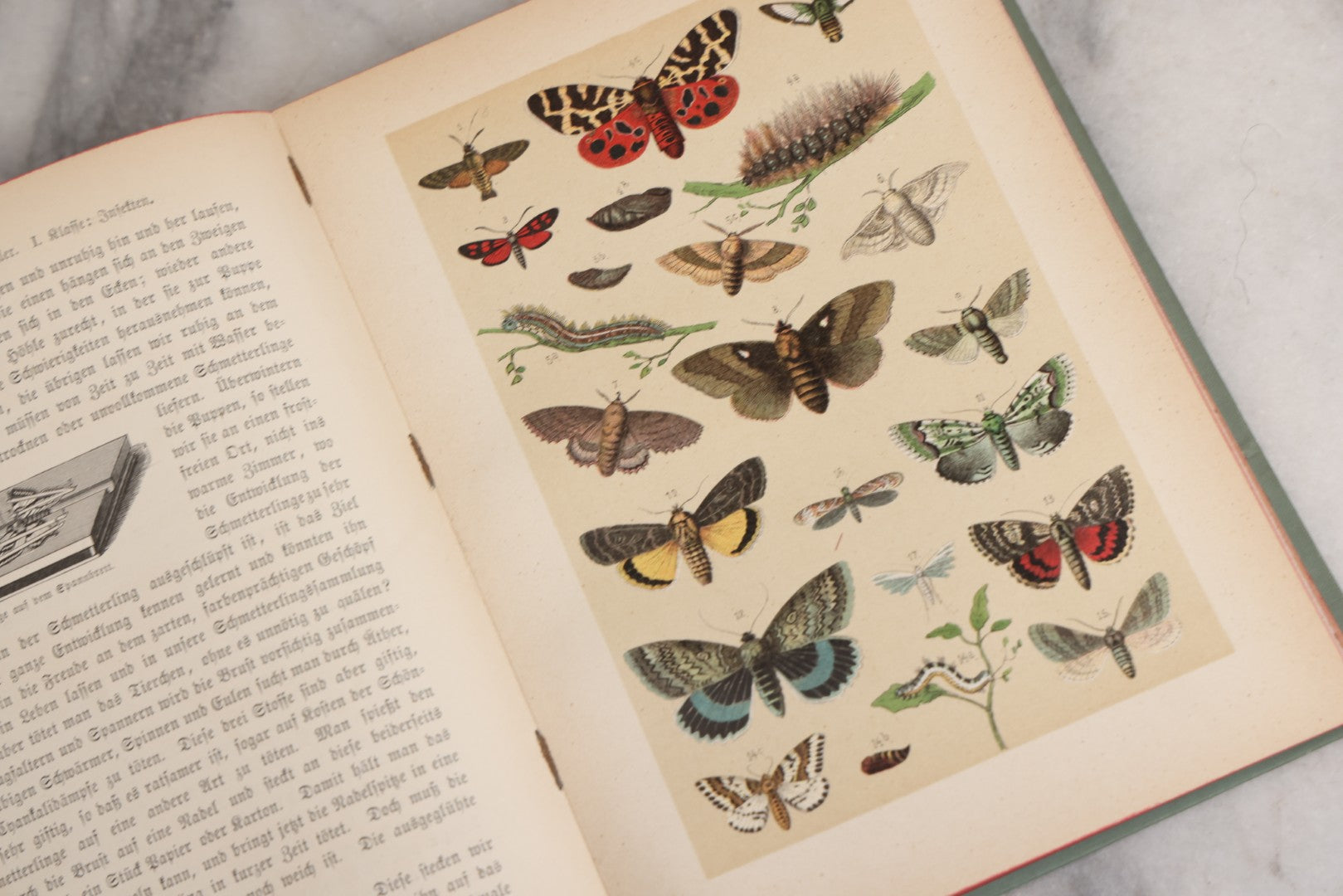 Lot 023 - “Berges Naturgeschichte” Antique Natural History Book By Friedr. Berge With Engraved And Color Plate Animal Illustrations, Undated (Foreword 1897)
