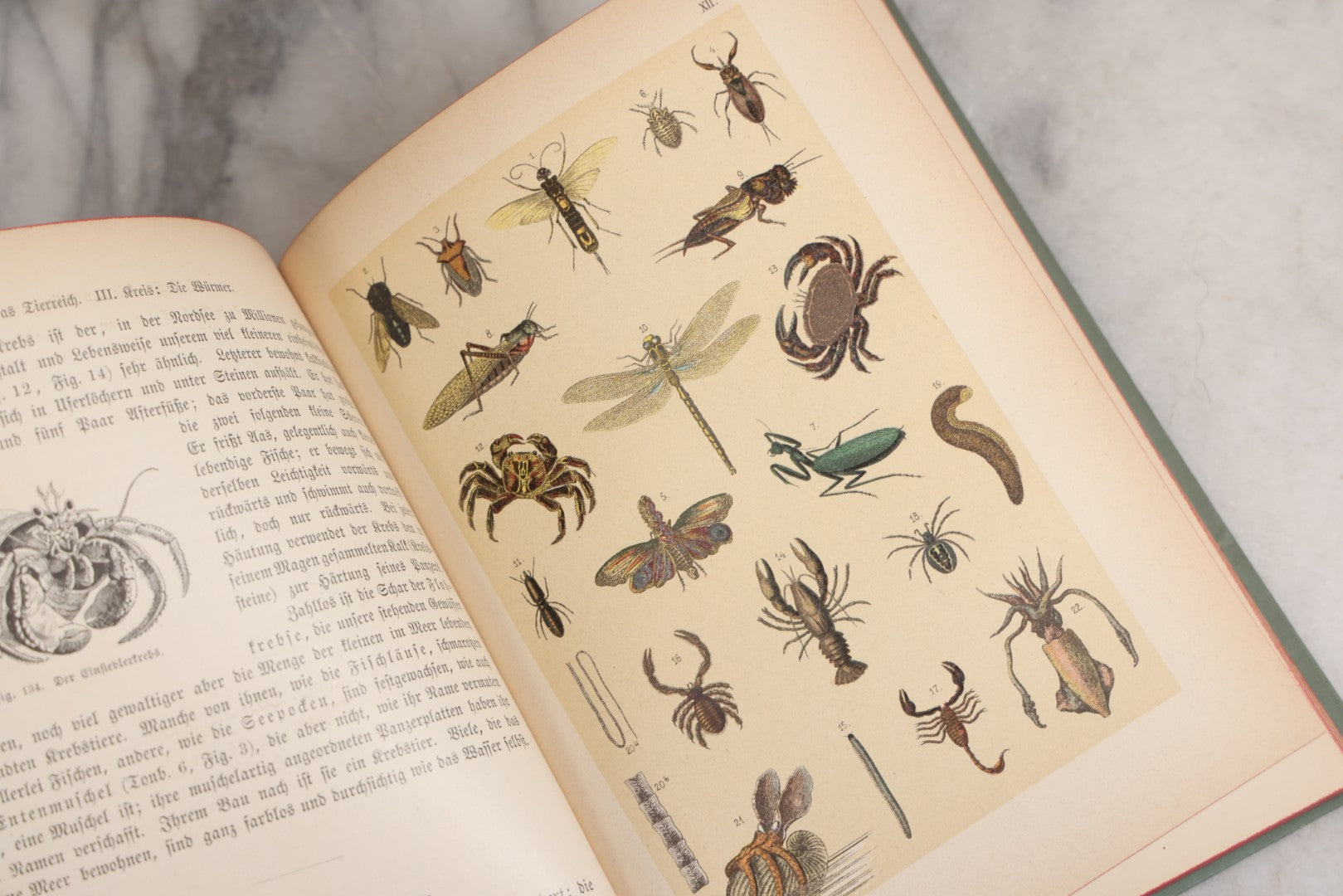 Lot 023 - “Berges Naturgeschichte” Antique Natural History Book By Friedr. Berge With Engraved And Color Plate Animal Illustrations, Undated (Foreword 1897)