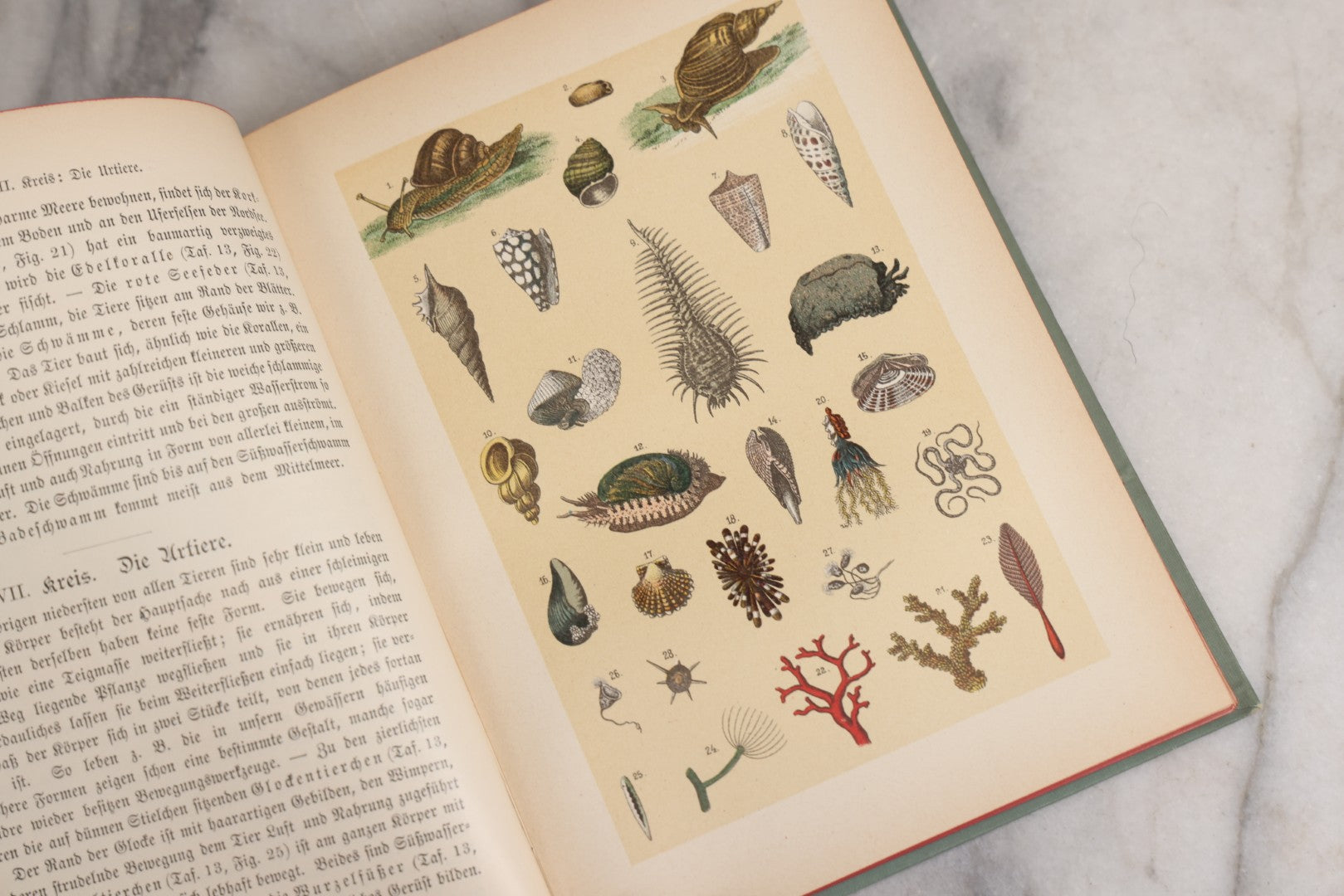 Lot 023 - “Berges Naturgeschichte” Antique Natural History Book By Friedr. Berge With Engraved And Color Plate Animal Illustrations, Undated (Foreword 1897)