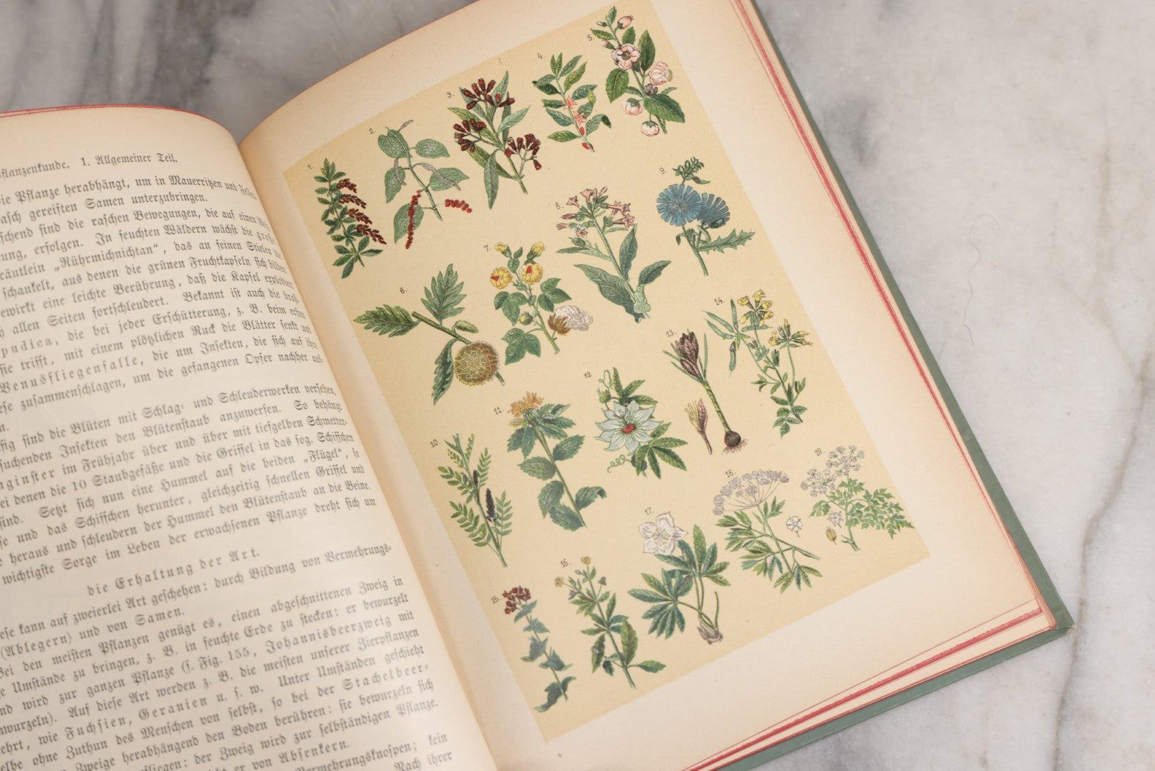 Lot 023 - “Berges Naturgeschichte” Antique Natural History Book By Friedr. Berge With Engraved And Color Plate Animal Illustrations, Undated (Foreword 1897)
