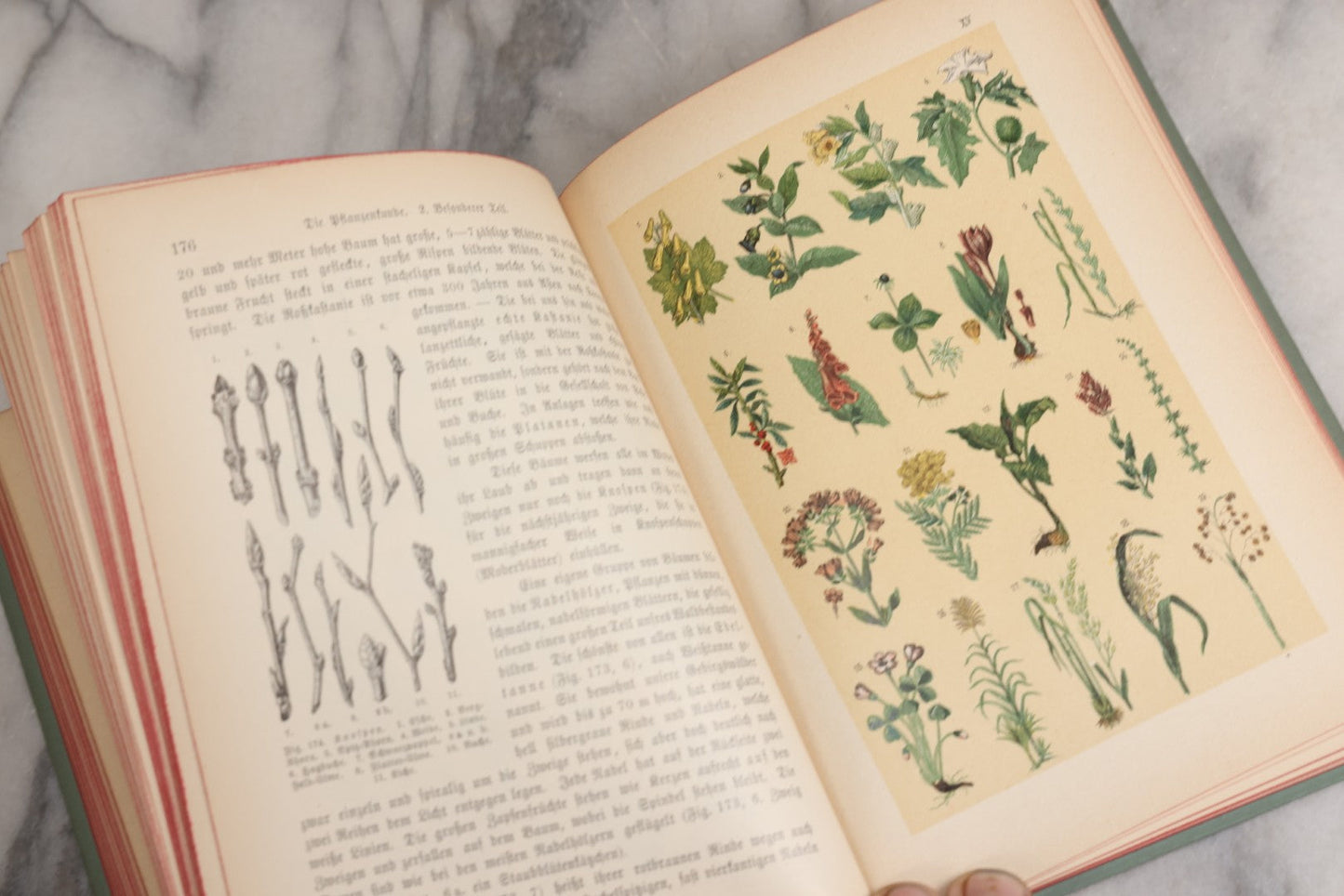 Lot 023 - “Berges Naturgeschichte” Antique Natural History Book By Friedr. Berge With Engraved And Color Plate Animal Illustrations, Undated (Foreword 1897)