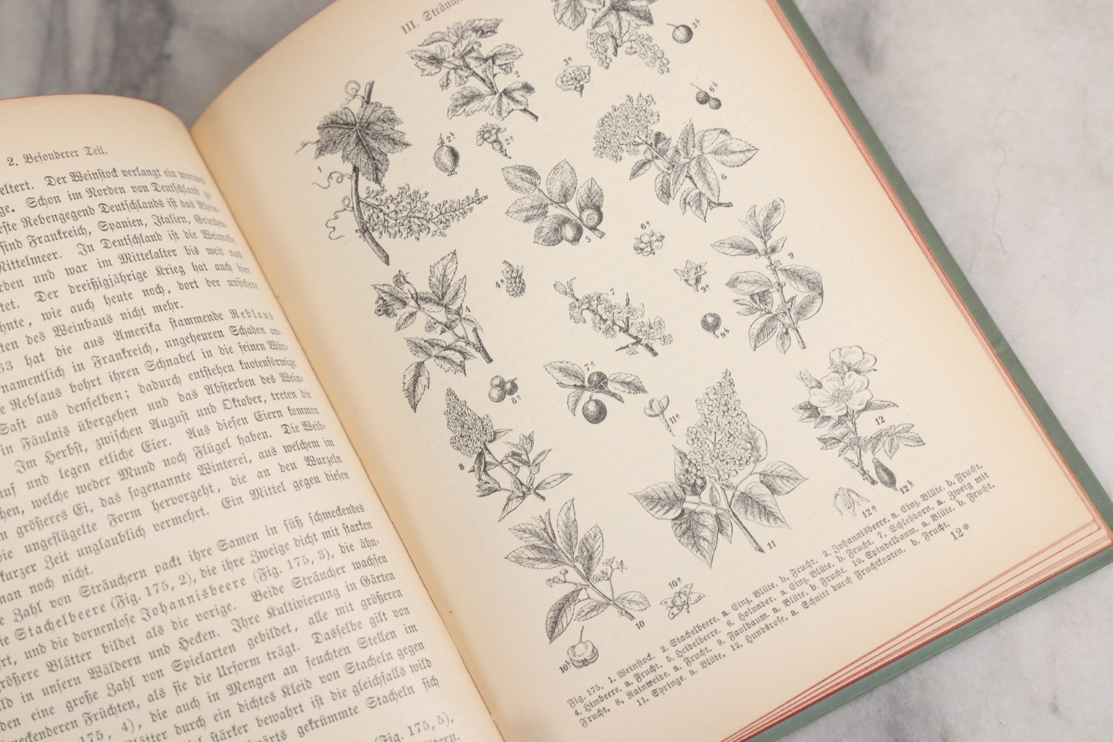 Lot 023 - “Berges Naturgeschichte” Antique Natural History Book By Friedr. Berge With Engraved And Color Plate Animal Illustrations, Undated (Foreword 1897)