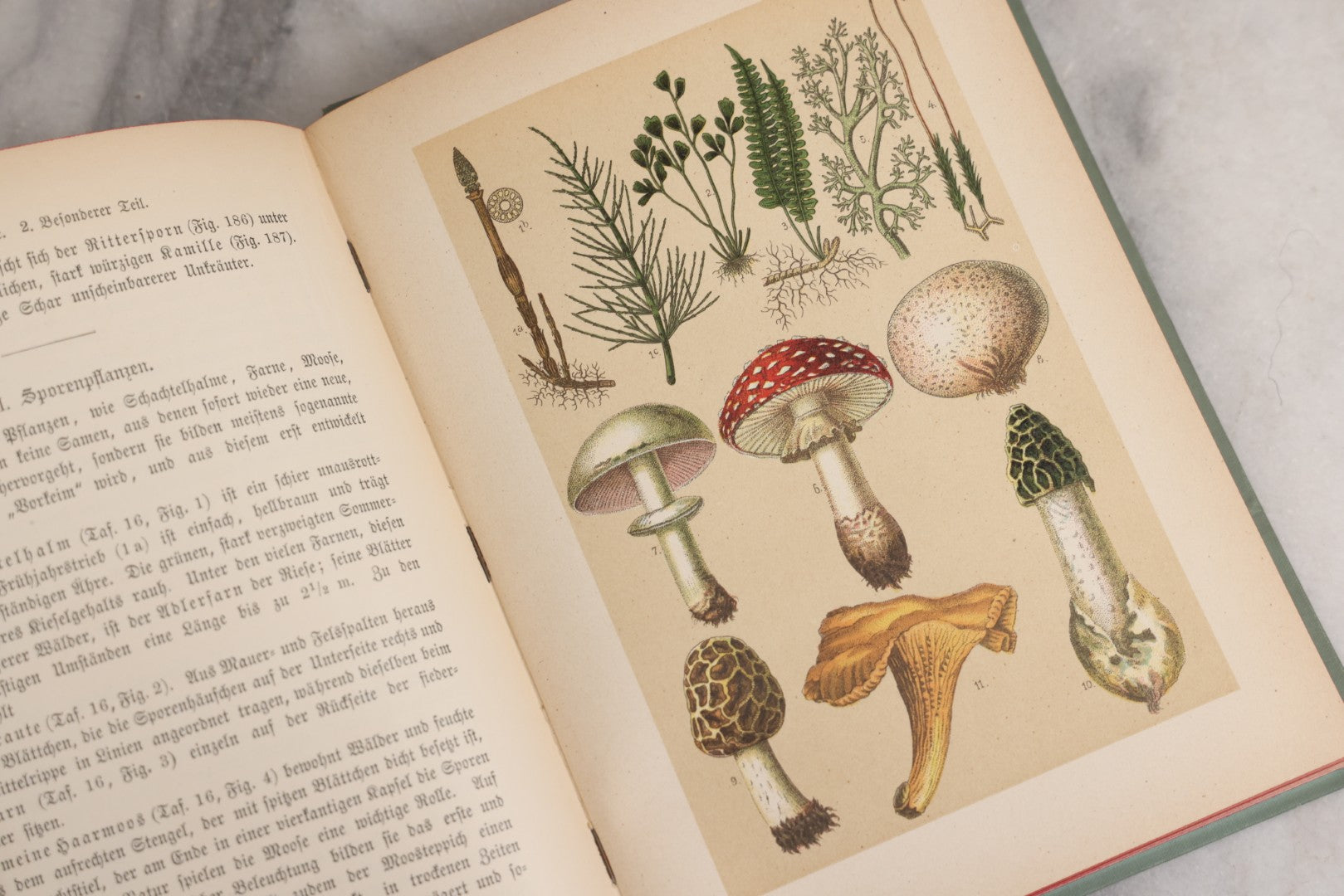 Lot 023 - “Berges Naturgeschichte” Antique Natural History Book By Friedr. Berge With Engraved And Color Plate Animal Illustrations, Undated (Foreword 1897)
