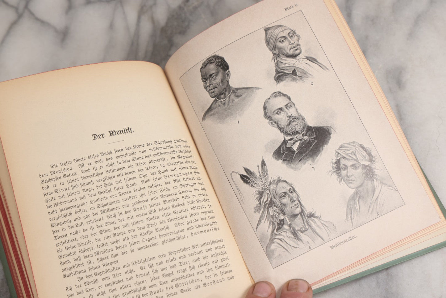 Lot 023 - “Berges Naturgeschichte” Antique Natural History Book By Friedr. Berge With Engraved And Color Plate Animal Illustrations, Undated (Foreword 1897)