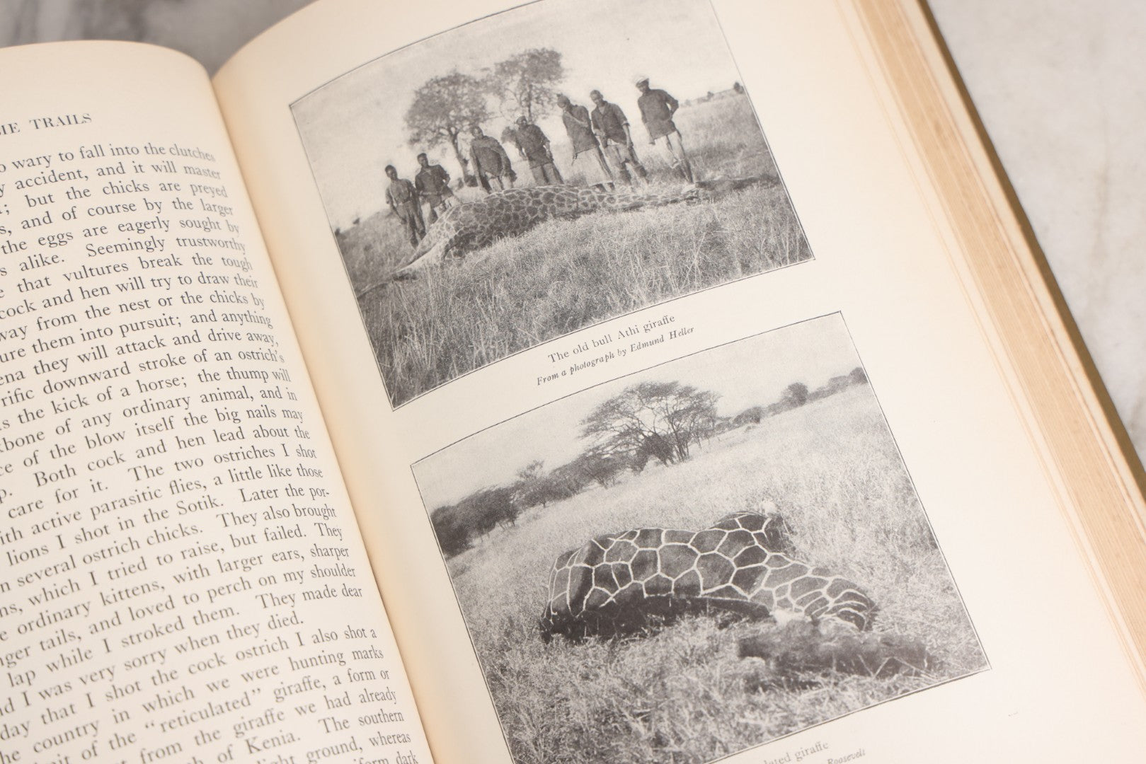 Lot 024 - "African Game Trails" Antique Safari And Natural History Book By Theodore Roosevelt, Illustrated With Photographs By Kermit Roosevelt And Drawings By Philip R. Goodwin, Published By Charles Scribner's Sons, New York, 1910