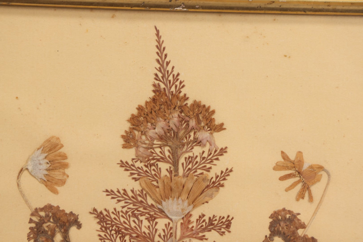 Lot 037 - Antique Dried Seaweed And Flower Assemblage Art In Gold Painted Wood Frame, Dated 1860 With Monogram Signature, 13-1/2" x 13-3/8"