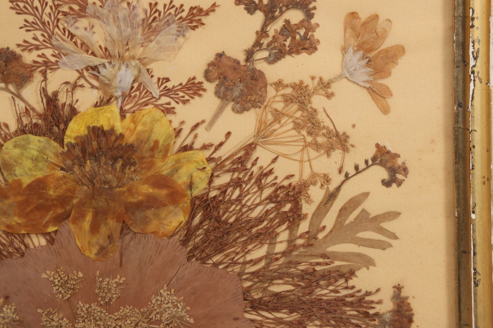 Lot 037 - Antique Dried Seaweed And Flower Assemblage Art In Gold Painted Wood Frame, Dated 1860 With Monogram Signature, 13-1/2" x 13-3/8"