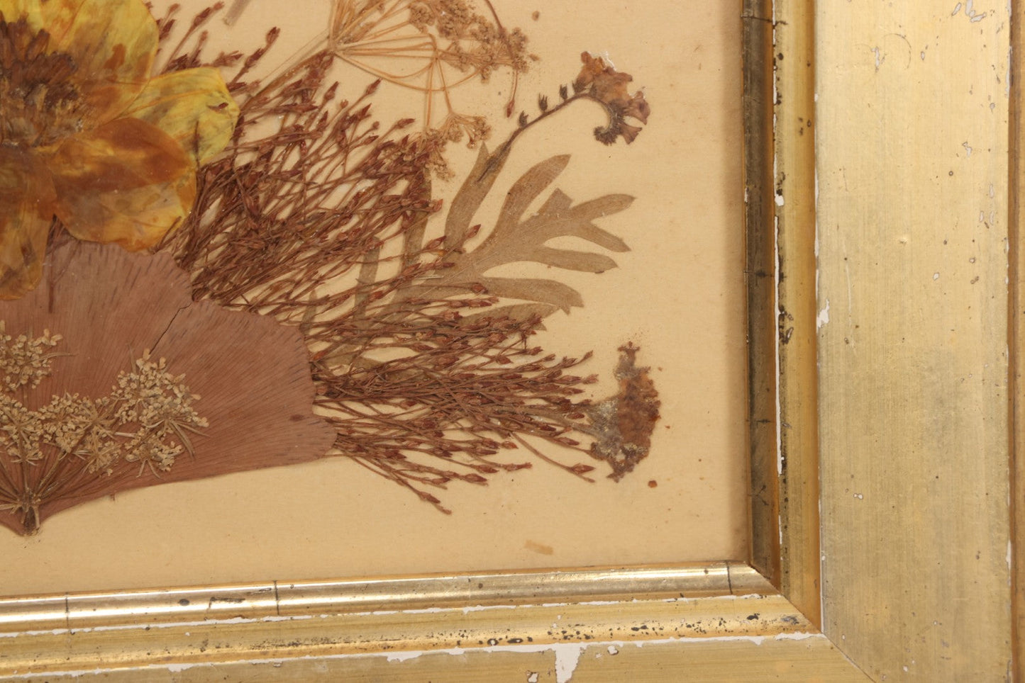 Lot 037 - Antique Dried Seaweed And Flower Assemblage Art In Gold Painted Wood Frame, Dated 1860 With Monogram Signature, 13-1/2" x 13-3/8"