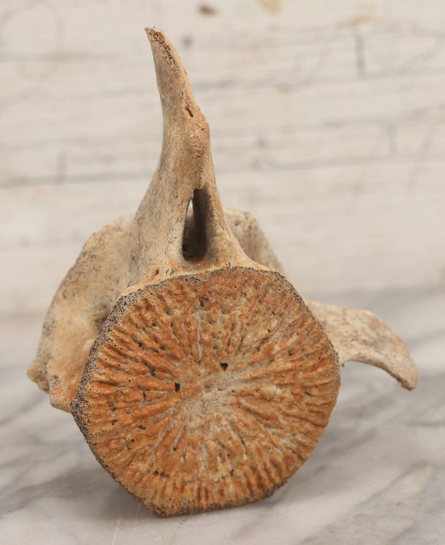 Lot 038 - Antique Whale Vertebra Specimen With Golden Brown Patina, Note Loss To Transverse Process