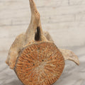 Lot 038 - Antique Whale Vertebra Specimen With Golden Brown Patina, Note Loss To Transverse Process