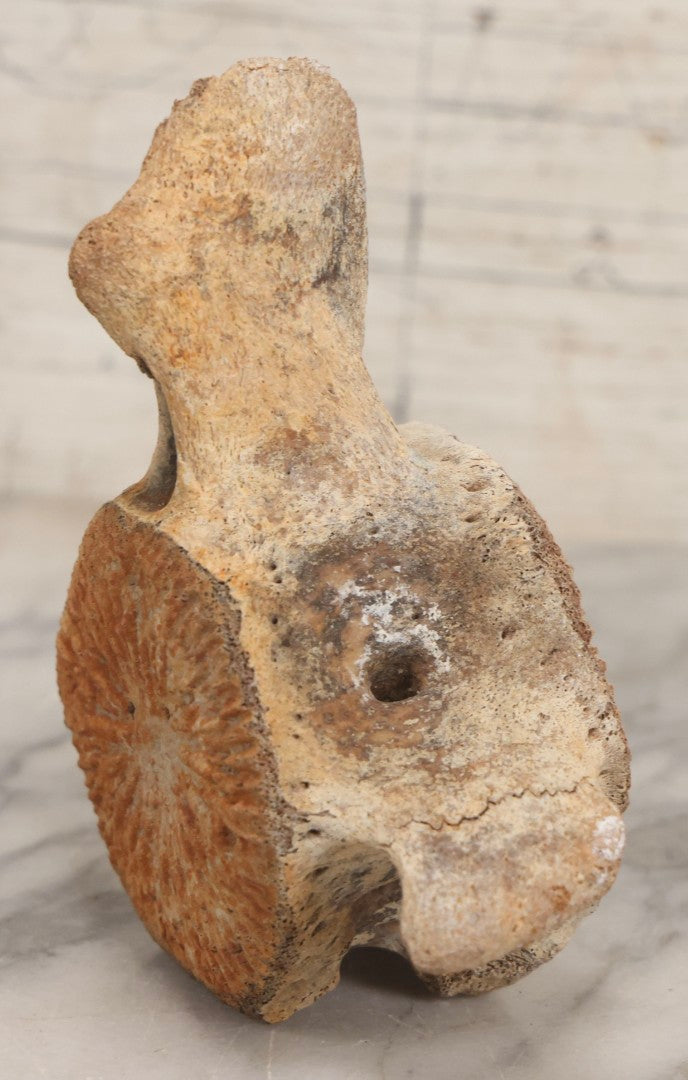 Lot 038 - Antique Whale Vertebra Specimen With Golden Brown Patina, Note Loss To Transverse Process