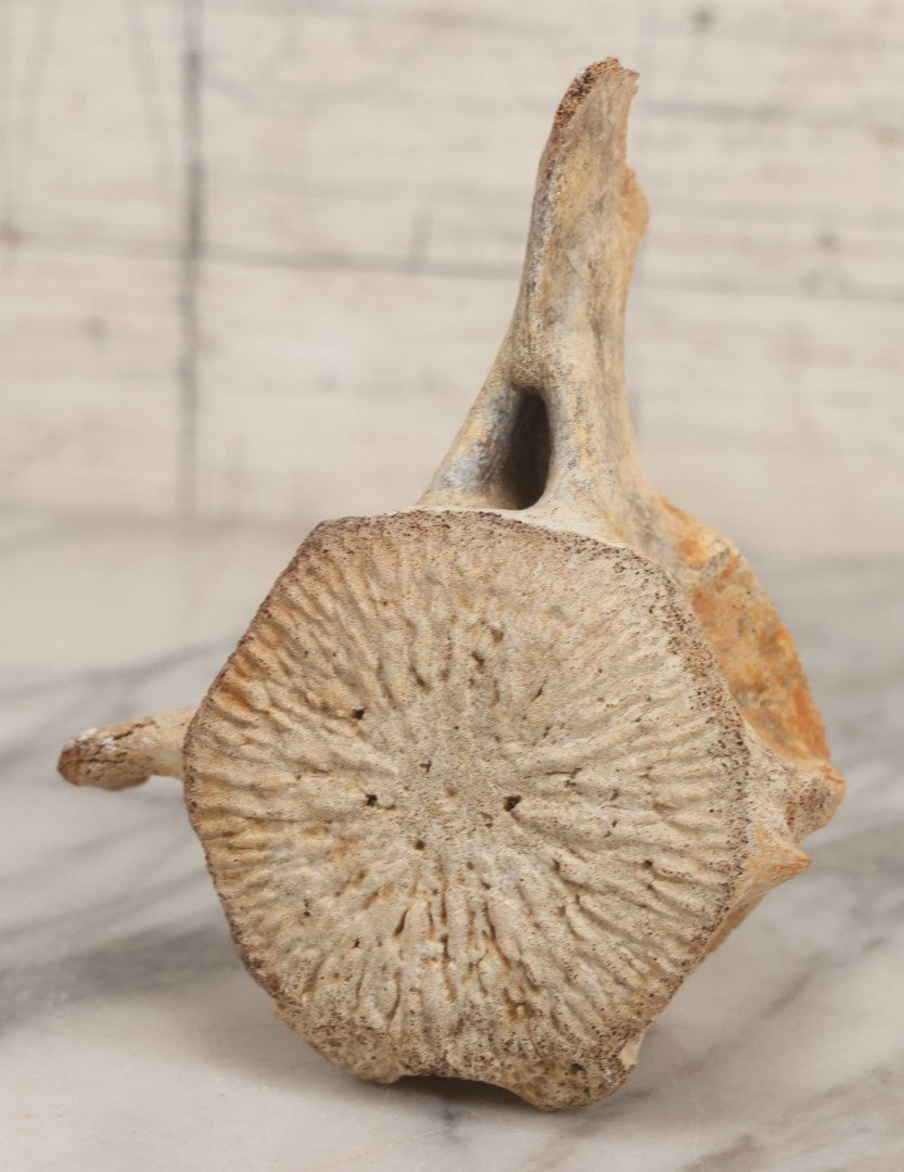Lot 038 - Antique Whale Vertebra Specimen With Golden Brown Patina, Note Loss To Transverse Process