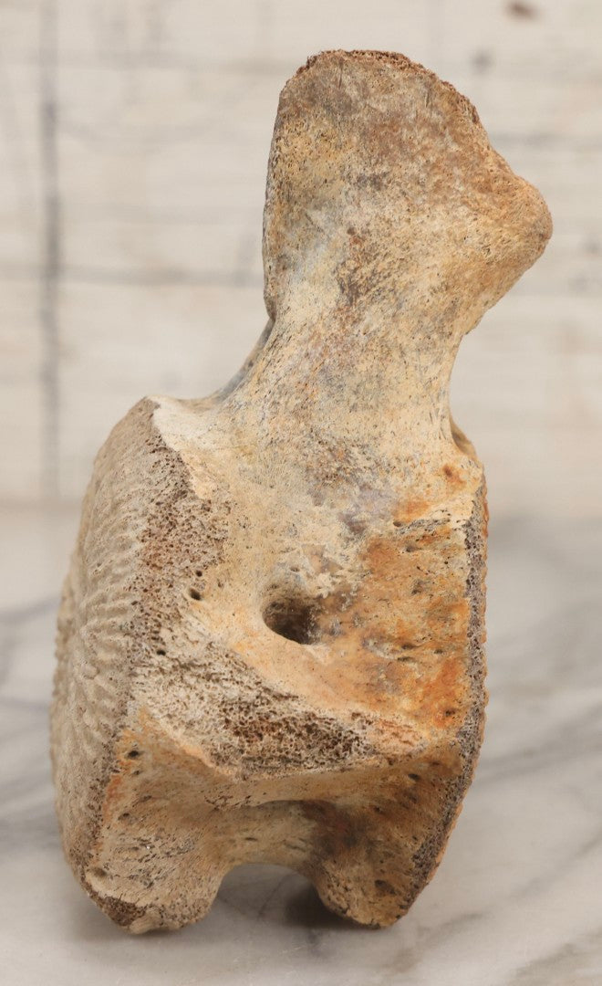 Lot 038 - Antique Whale Vertebra Specimen With Golden Brown Patina, Note Loss To Transverse Process