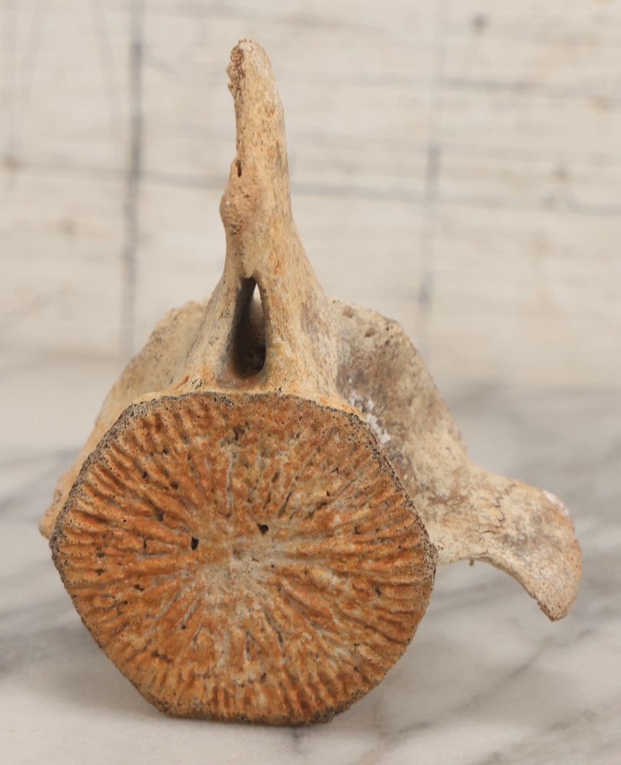 Lot 038 - Antique Whale Vertebra Specimen With Golden Brown Patina, Note Loss To Transverse Process