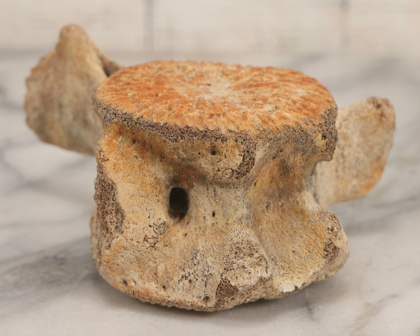 Lot 038 - Antique Whale Vertebra Specimen With Golden Brown Patina, Note Loss To Transverse Process