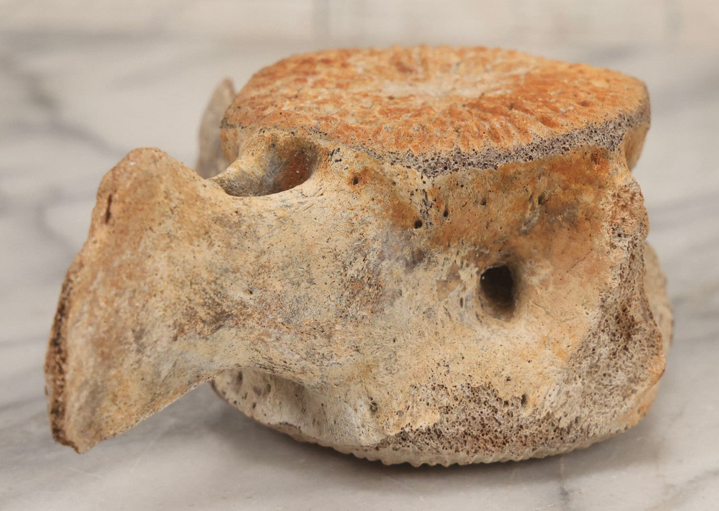 Lot 038 - Antique Whale Vertebra Specimen With Golden Brown Patina, Note Loss To Transverse Process