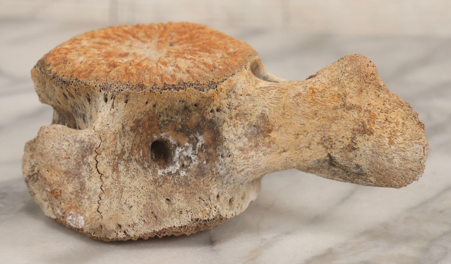 Lot 038 - Antique Whale Vertebra Specimen With Golden Brown Patina, Note Loss To Transverse Process