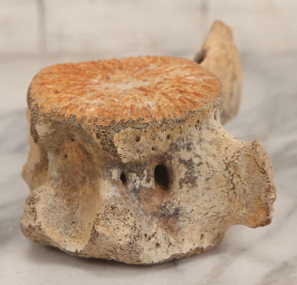 Lot 038 - Antique Whale Vertebra Specimen With Golden Brown Patina, Note Loss To Transverse Process