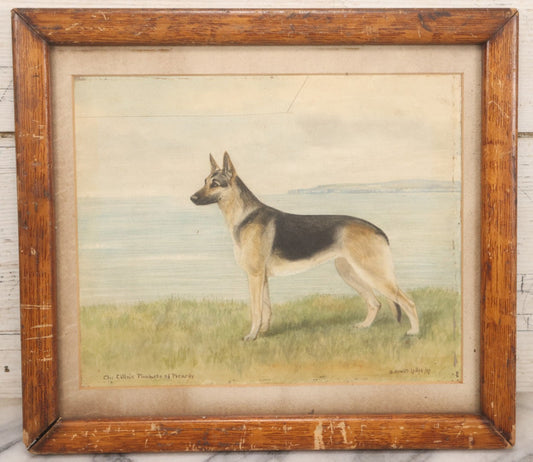 Lot 092 - Vintage Watercolor Painting Of German Shepherd Dog “Ch. Cilla's Pinnacle Of Picardy,” Signed B. Howitt-Lodge, 1927, In Antique Frame, 14-1/4" x 12-3/4"
