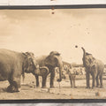 Lot 142 - Vintage Press Photograph “Sock 'At Ol' Apple!” By M. J. Ackerman For Acme News Pictures, Depicting Circus Elephants Playing Baseball With Trainer